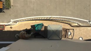 Rescaten un gat i un gos atrapats en un balcó en plena onada de calor a Blanes