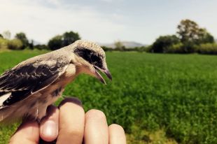 Torna als Aiguamolls de l'Empordà un ocell pràcticament extingit