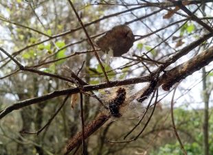 La plaga de l'eruga del suro amenaça la campanya de pela