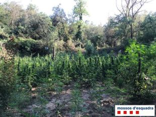 Dos detinguts i localitzades 1.103 plantes de marihuana a Bàscara