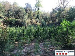 Descobreixen un cultiu amb 350 plantes de marihuana a Vilajuïga