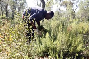 Neix Boscos Actius que aprofita el bruc i altres espècies vegetals en boscos de Catalunya 