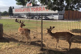 Les daines de Xocolates Torras marxaran a una reserva animal del Bages 