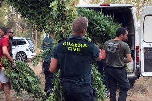 Descobreixen 3.800 plantes de marihuana en uns terrenys de Sant Pere Pescador 
