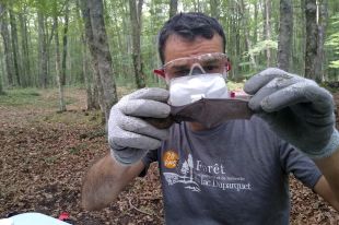 Estudien els ratpenats de la Fageda d'en Jordà, els més grans d'Europa