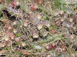 Treballen per eliminar un cactus exòtic invasor a Vilajuïga que s'ha expandit per l'Empordà
