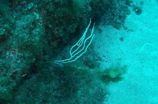 Mor el 80% de la població de gorgònia blanca a la Costa Brava 