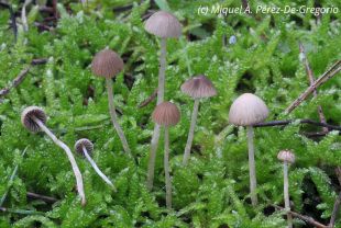 Detecten un nou fong únic al món al Parc Natural del Montgrí, les Illes Medes i el Baix Ter