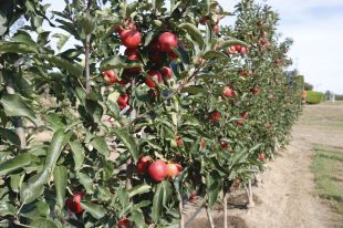 Els productors gironins preveuen una collita de 87.180 tones de poma