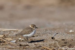 El corriol camanegre es recupera a l'Empordà