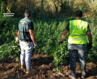 Desmantellen dos cultius de marihuana amb 3.190 plantes a l'Alt Empordà