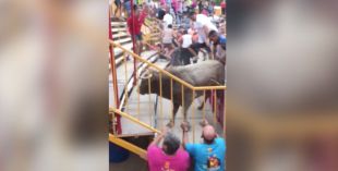 Divuit dels ferits pel toro que va escapar del correbou de Vidreres reben l'alta