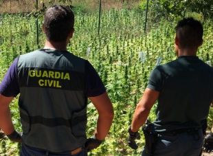 La Guàrdia Civil desmantella a Capmany un cultiu amb 11.700 plantes de marihuana