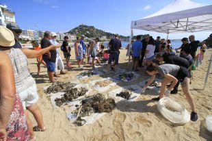 Uns 140 voluntaris recullen prop de 160 quilos de deixalles del fons marí de Blanes i Lloret