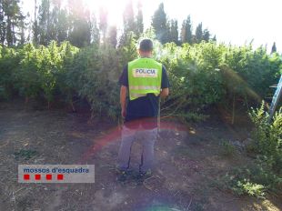 Tres detinguts i localitzades dues plantacions de marihuana a Figueres