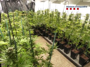 Un lladre permet als Mossos descobrir una casa amb 400 plantes de marihuana a Girona