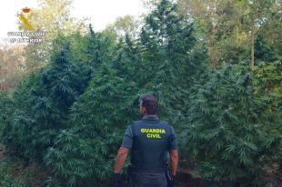 Una denuncia anònima destapa 4.401 plantes de marihuana a Sant Celoni i a Riells i Viabrea