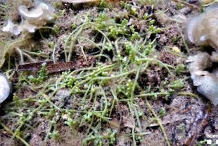 Detecten una alga invasora a la zona nord del Parc Natural del Cap de Creus