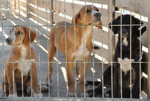 El refugi d'animals del Ripollès, a punt de saturar-se