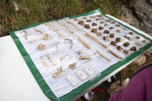 Excaven un miler de restes humanes en bon estat a Roc de les Orenetes de Queralbs