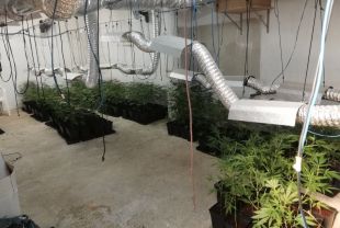 La Guàrdia Urbana de Figueres desmantella un cultiu de marihuana en un pis amb 385 plantes