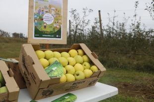 Girona produeix més d'un miler de tones de poma ecològica