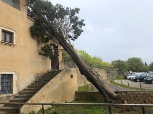 El vent tomba un arbre centenari damunt una casa al barri de Vista Alegre de Girona