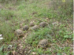 Alliberen més de 200 tortugues mediterrànies al Paratge Natural de l'Albera