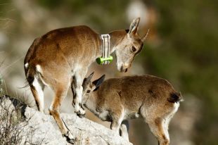 Un pagès explica que una lloba li ha matat disset cabres d'un ramat a Cistella