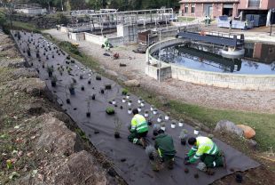 Uns jardins de papallones milloraran la biodiversitat a les depuradores de la Garrotxa