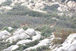 Agricultura vol creuar cabres hispàniques del Montgrí amb d'altres indrets