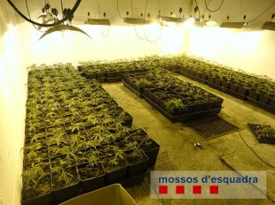 Un detingut a Figueres per tenir 821 plantes de marihuana en dues cases