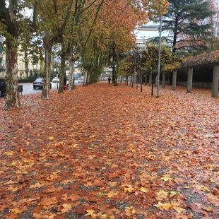 Girona intensifica la neteja de carrers per l'augment de caiguda de fulles