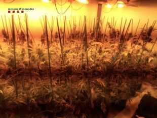 Desmantellada una plantació de marihuana en una casa ocupada de La Pera