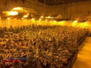 Desmantellen un cultiu de marihuana amb 1.424 plantes i valorat en més de 160.000 euros a Sant Julià de Ramis