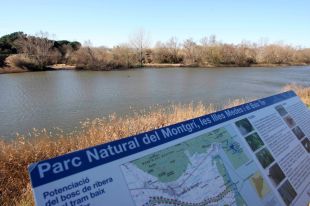 Recuperen l'espai fluvial del riu Ter a Ullà, Gualta i Torroella de Montgrí retirant la flora exòtica