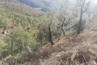 Nous treballs forestals per protegir l'Albera dels grans incendis