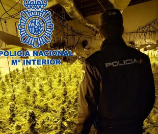 Desmantellat un cultiu a Sant Feliu de Guíxols amb 430 plantes de marihuana
