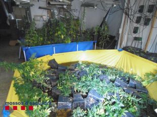 Enxampen un veí de Figueres que cultivava marihuana en unes piscines de lona dins el pis