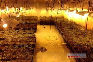 Troben més de 1.000 plantes de marihuana en un taller clandestí de cotxes a Calonge 
