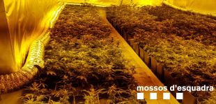 Quatre detinguts per tenir una plantació de marihuana en una masia de Llambilles
