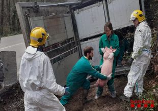 Bolca un camió que transportava porcs a Sant Miquel de Campmajor