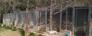 Denunciat per tenir gossos de caça, senglars i un porc vietnamita sense documentació a Maçanet de Cabrenys