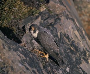 L'Ajuntament de Figueres posarà dos falcons per a foragitar els estornells de la ciutat
