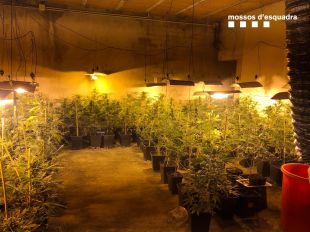 Detingut un home que tenia una plantació de marihuana a Vilamalla