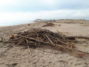 L'Ajuntament de Torroella activa un dispositiu especial per netejar les platges de l'Estartit