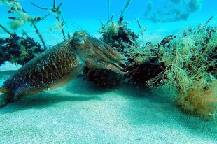 Estableixen dos mesos de veda anuals per a la pesca de sèpia a Pals i Roses