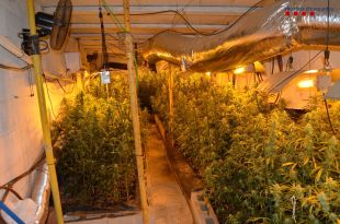 Desmantellen un grup criminal que tenia tres plantacions de marihuana a Lloret de Mar i Riudarenes