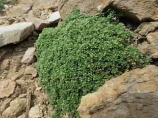 Localitzen al Parc Natural de les Capçaleres del Ter i del Freser una planta mai vista a Espanya