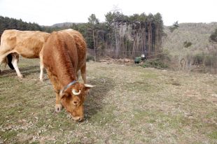 Recuperen 10 hectàrees d'un bosc abandonat al Ripollès per fer-ne noves pastures